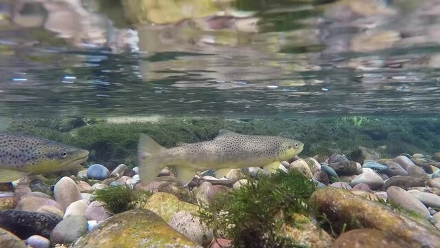 Pair of Brown Trout Spawning in a Small Trout Stream in Montana 