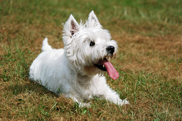 Westie