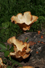 Selective focus of Mushrooms grow on dead trees