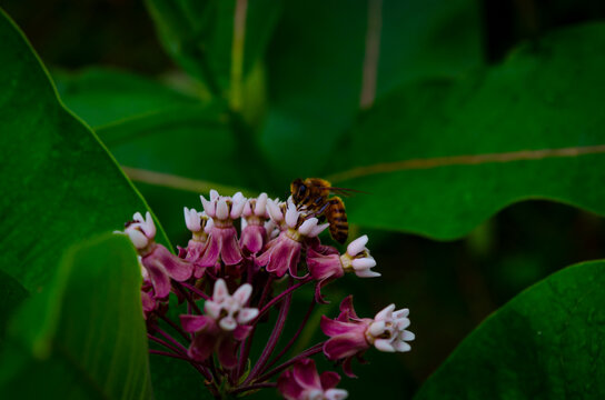 Macro shot of a bee that pollinates a pink flower.
