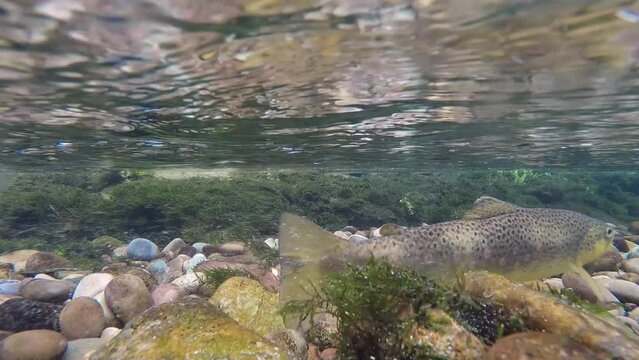 Brown Trout female cleaning redd in a Montana trout stream at spawning season