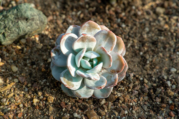 Big echeveria succulent plant in the garden on brown soil background