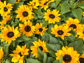 Fototapeta na wymiar yellow sunflowers background