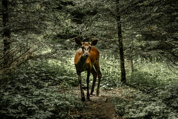 Roe deer in the mountain forest