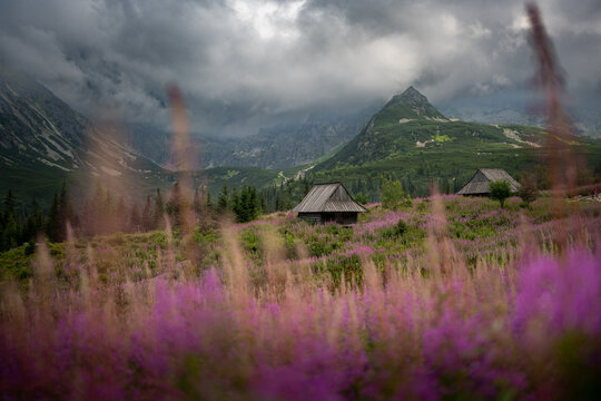 Kiprzyca willow (Ivan Czaj) is blooming in the mountains - wonderful colors break the gray of the rocks and the sky