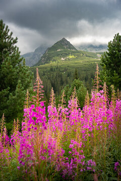 Kiprzyca willow (Ivan Czaj) is blooming in the mountains - wonderful colors break the gray of the rocks and the sky