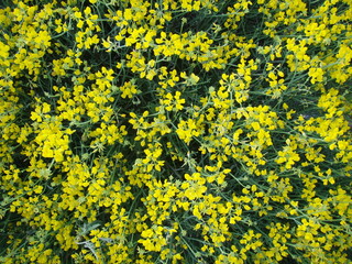 flores amarillas silvestres en grupo en campo