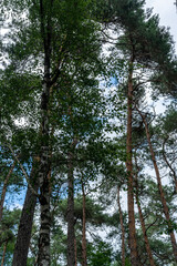 Fototapeta premium Pine trees along track on Veluwe near Hoog Soeren in The Netherlands.