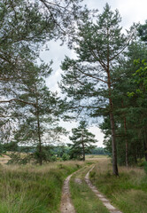 Fototapeta na wymiar Pine trees along track on Veluwe near Hoog Soeren in The Netherlands.