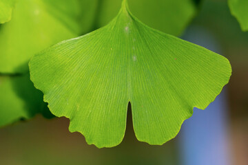 Gingko leave on tree, close up