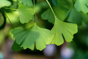 Gingko leave on tree, close up
