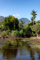 Mangrove with brackish water pond in the foreground