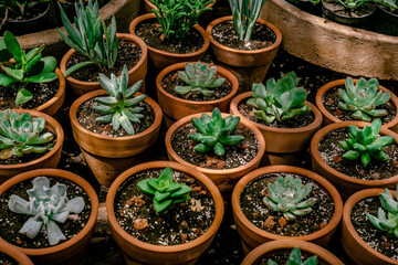 Close up mix of succulent plants in ceramic terracotta pots inside a greenhouse.