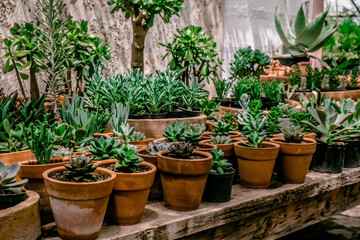 Potted plants in greenhouse.A lot of tropical plants. Horticulture concept.