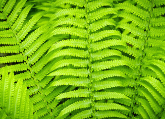 Beautiful natural green  fern leaves backdrop.