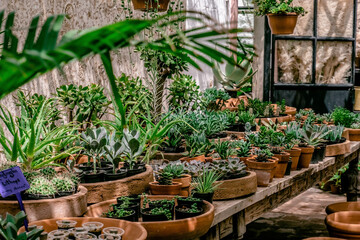 Potted plants in greenhouse.A lot of tropical plants. Horticulture concept.