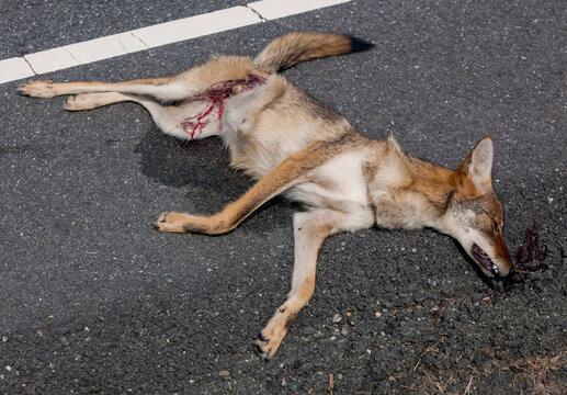Coyote road kill on highway.
