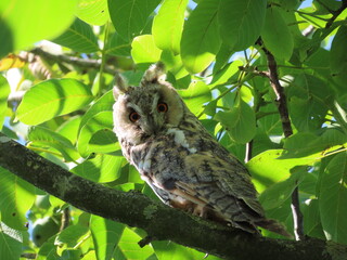 Owl sitting on branch