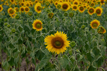 A field of sunflowers. Vibrant blooming yellow sunflower during sunny day. Landscape view. 