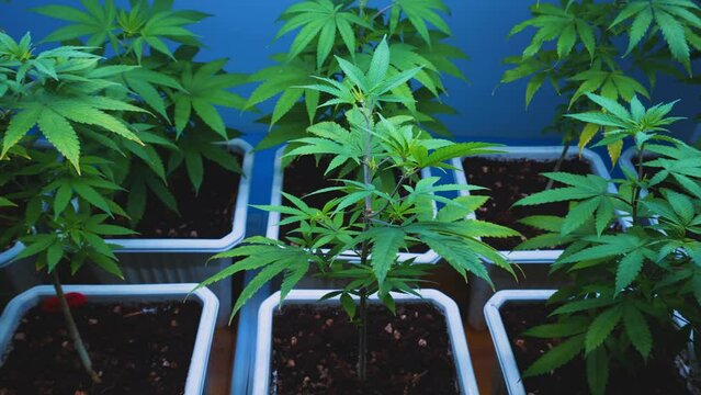 Cannabis plant in curative cannabis weed farm for medical cannabis product . The indoor agriculture farm provide high quality medicinal cannabis production for health care and medicine uses .