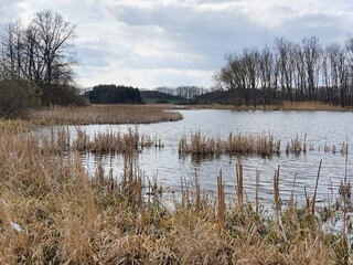 A pond with banks overgrown with reeds and willows. Early spring.