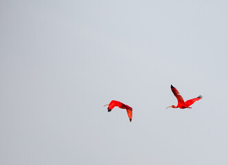 scarlett ibis in the sky