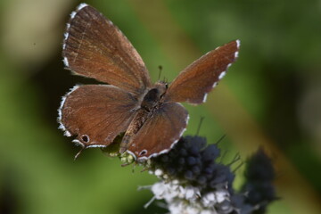 Mariposa del geranio (Cacyreus marshalli) con fondo difuminado (macro)