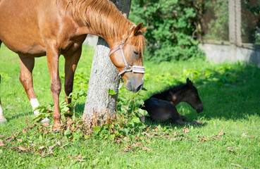 resting foal in tree shodow with mom. farming life