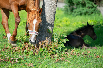 resting foal in tree shadow with mom. farming life