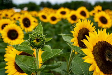 sunflowers in the field