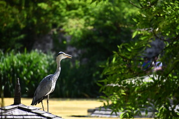Heron, Kilkenny Castle Park, Kilkenny, Ireland
