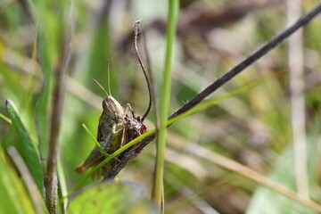 close up of a grasshopper, Kilkenny, Ireland
