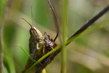 close up of a grasshopper, Kilkenny, Ireland
