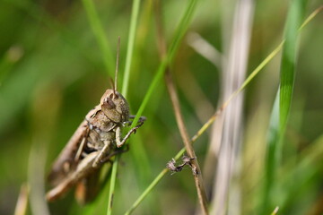 close up of a grasshopper, Kilkenny, Ireland

