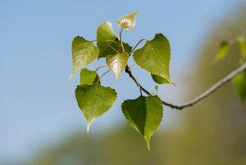 Poplar Leaves Against A Blue Sky