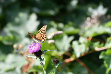 Pearl-bordered Fritillary (Clossiana euphrosyne) butterfly, Kilkenny, Ireland