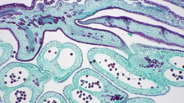 Apical bud filmed under microscope 100x in longitudinal section against bright field. Magnification of plant in lots of times for researching structure with membranes and chlorophylls in microbiology