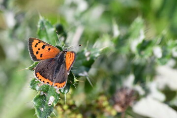 Fototapeta na wymiar Small Copper (Lycaena phlaeas) butterfly, Kilkenny, Ireland
