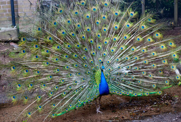 Obraz premium Peacock