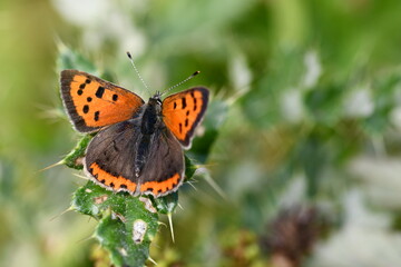 Fototapeta na wymiar Small Copper (Lycaena phlaeas) butterfly, Kilkenny, Ireland