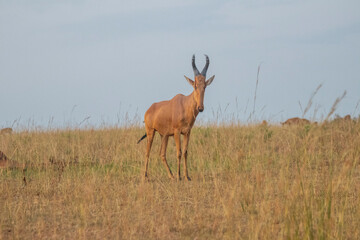 Naklejka na ściany i meble antelope at Murchison falls national park in Uganda