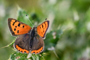 Small Copper (Lycaena phlaeas) butterfly, Kilkenny, Ireland