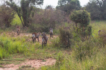 antelope at Murchison falls national park in Uganda