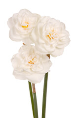 Three white double daffodil flowers