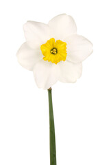 Naklejka na ściany i meble Single flower of a yellow-cupped white daffodil
