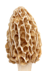 Close-up of the cap of a yellow morel mushroom (Morchella esculenta) fruiting body collected in a back yard in Indiana