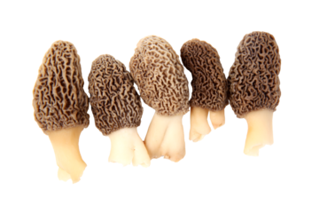 Group of five gray morel mushroom (Morchella esculenta) fruiting bodies collected in a back yard in Indiana