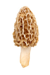 Yellow morel mushroom (Morchella esculenta) fruiting body collected in a back yard in Indiana  - obrazy, fototapety, plakaty