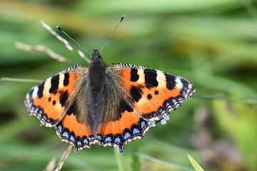 Fototapeta na wymiar Small Tortoiseshell (Aglais urticae) butterfly, Kilkenny, Ireland