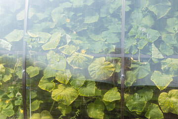 Growing cucumbers in a polycarbonate greenhouse